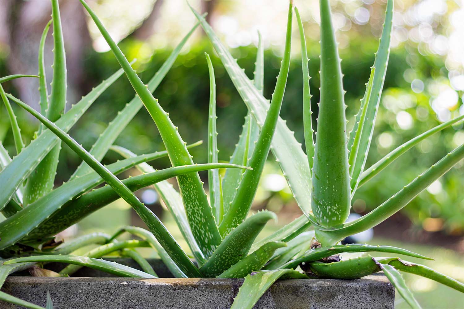 How Does Aloe Vera Help Skin? - Three Ships