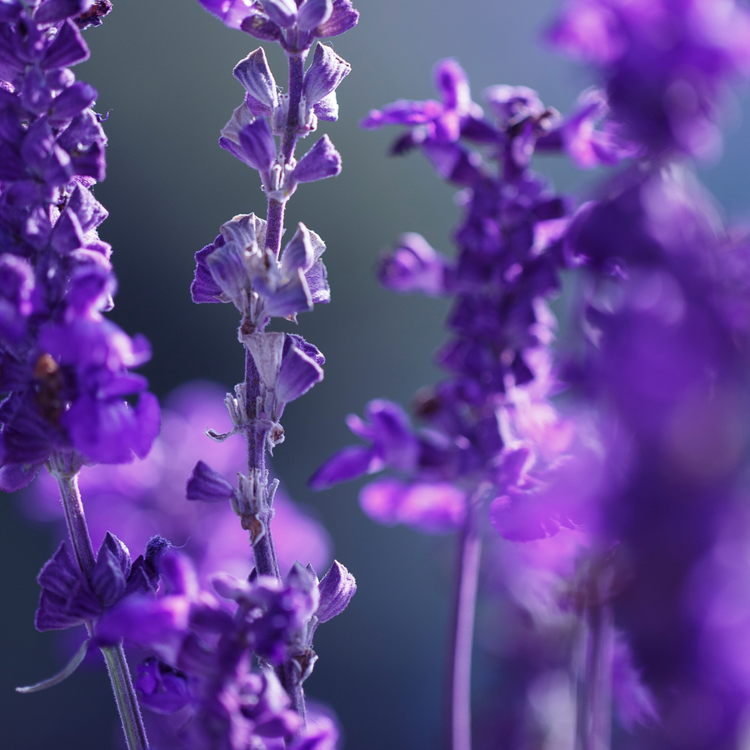 Calm Lavender Hydrosol Toner I Three Ships Beauty